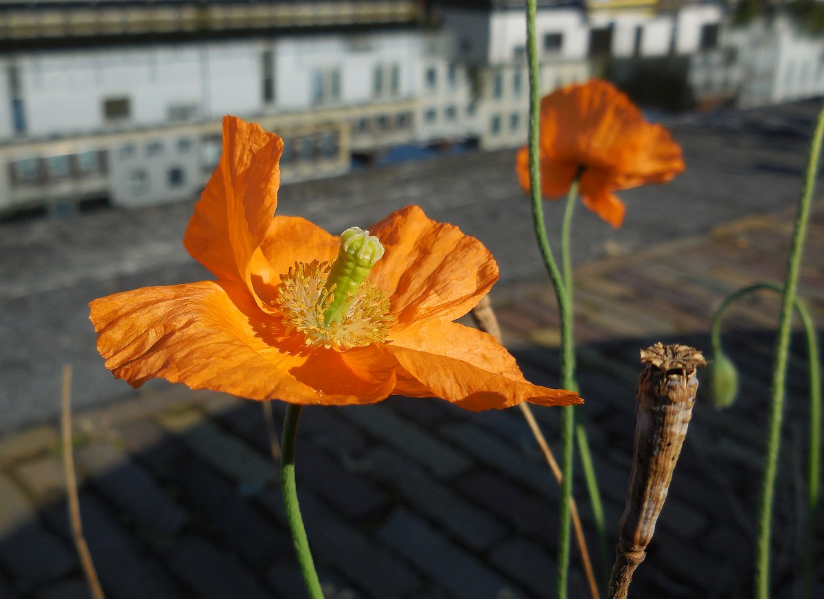 Il Seme Di Papavero - Particolare E Utile, Ma Pericoloso - Sementi Rosi - Foto 10